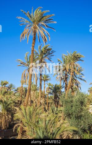 Marokko, Provinz Zagora, N'Kob (oder Nkob), das Dorf mit 45 Kasbahs, der Palmenhain Stockfoto