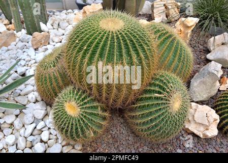 Wunderschner groer, runder Kaktus in einem Garten mit Kies auf dem Boden  Stockfotografie - Alamy