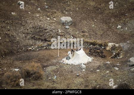 Nepal, Annapurna Conservation Area Project, Annapurna Circuit, Yak Keeper Camp, bei Yak Kharka Stockfoto