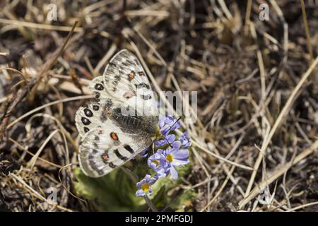 Nepal, Projekt zum Erhaltungsgebiet Annapurna, Rotapollo (Parnassius epaphus) Stockfoto