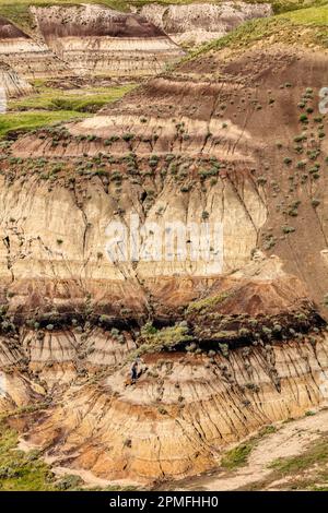 Eine Gruppe wilder Pferde steht auf einem grasbedeckten Hügel und sonnt sich im warmen Sonnenlicht mit einem malerischen Hintergrund mit sanften grünen Hügeln und blauem Himmel Stockfoto