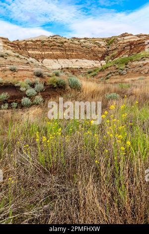 Eine malerische Aufnahme eines Tals in Drumheller mit einer Schicht grünen Grases auf der erodierten Oberfläche Stockfoto