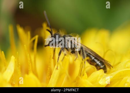 Natürliche Nahaufnahme eines Mannes der einsamen Bergbaubiene Andrena ventralis in einer gelben Löwenzahnblume Stockfoto