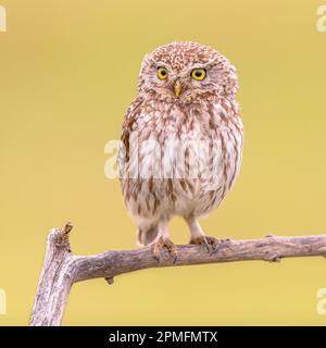 Little Owl (Athene noctua) nächtlicher Vogel hoch oben auf einem Ast mit hellem Hintergrund. Naturlandschaft in Europa. Stockfoto