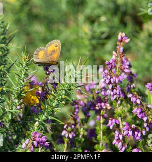 Wiesenbrauner Schmetterling (Maniola jurtina), der sich auf Gorseblüten auf einem natürlichen grünen Hintergrund ruht Stockfoto