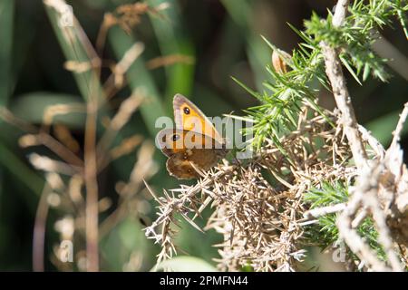 Wiesenbrauner Schmetterling (Maniola jurtina), der sich auf Gorseblüten auf einem natürlichen grünen Hintergrund ruht Stockfoto