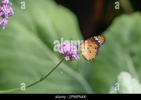 Einfacher Tiger-Schmetterling (Danaus chrysippus chrysippus) mit geschlossenen Flügeln, die sich aus kleinen rosafarbenen Blumen mit tropischen grünen Blättern im Rücken ernähren Stockfoto