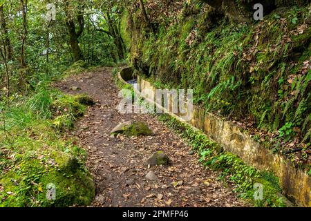 Madeira typischer Wanderweg und Wanderweg. Levada do Furado, eine der beliebtesten Touren in Levada auf Madeira Island. Von Ribeiro Frio nach Portela.Portugal Stockfoto