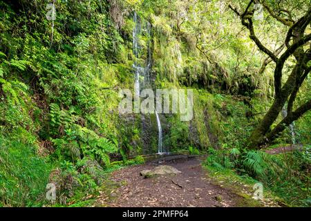 Madeira typischer Wanderweg und Wanderweg. Levada do Furado, eine der beliebtesten Touren in Levada auf Madeira Island. Von Ribeiro Frio nach Portela.Portugal Stockfoto