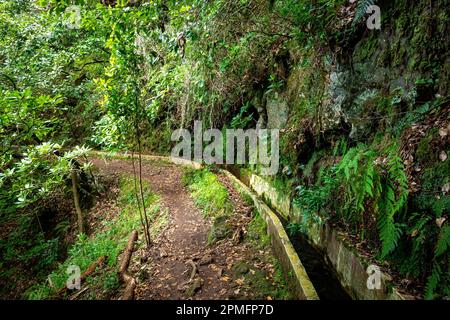 Madeira typischer Wanderweg und Wanderweg. Levada do Furado, eine der beliebtesten Touren in Levada auf Madeira Island. Von Ribeiro Frio nach Portela.Portugal Stockfoto