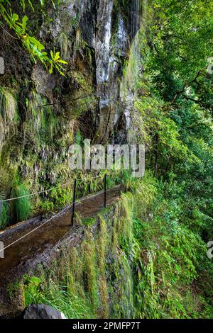 Madeira typischer Wanderweg und Wanderweg. Levada do Furado, eine der beliebtesten Touren in Levada auf Madeira Island. Von Ribeiro Frio nach Portela.Portugal Stockfoto