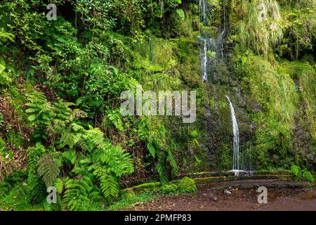 Madeira typischer Wanderweg und Wanderweg. Levada do Furado, eine der beliebtesten Touren in Levada auf Madeira Island. Von Ribeiro Frio nach Portela.Portugal Stockfoto