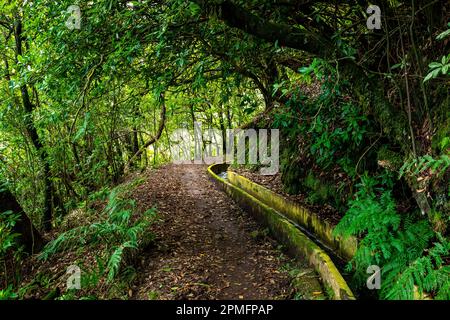 Madeira typischer Wanderweg und Wanderweg. Levada do Furado, eine der beliebtesten Touren in Levada auf Madeira Island. Von Ribeiro Frio nach Portela.Portugal Stockfoto