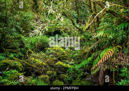 Madeira typischer Wanderweg und Wanderweg. Levada do Furado, eine der beliebtesten Touren in Levada auf Madeira Island. Von Ribeiro Frio nach Portela.Portugal Stockfoto