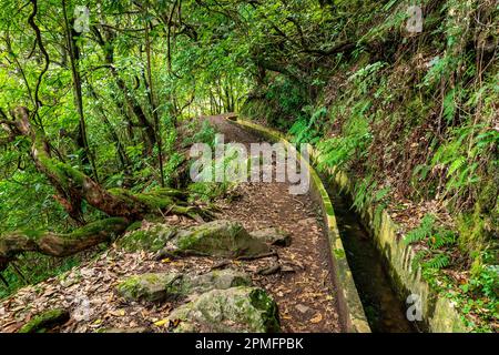 Madeira typischer Wanderweg und Wanderweg. Levada do Furado, eine der beliebtesten Touren in Levada auf Madeira Island. Von Ribeiro Frio nach Portela.Portugal Stockfoto