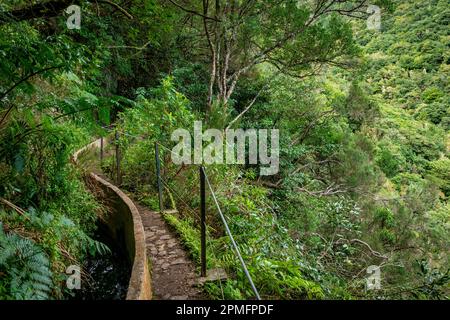 Madeira typischer Wanderweg und Wanderweg. Levada do Furado, eine der beliebtesten Touren in Levada auf Madeira Island. Von Ribeiro Frio nach Portela.Portugal Stockfoto