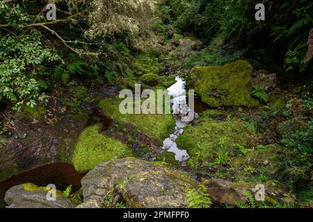 Madeira typischer Wanderweg und Wanderweg. Levada do Furado, eine der beliebtesten Touren in Levada auf Madeira Island. Von Ribeiro Frio nach Portela.Portugal Stockfoto