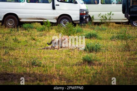 Die Cheetah-Familie ist umgeben von Safariwagen im Maasai Mara National Reserve, Kenia Stockfoto