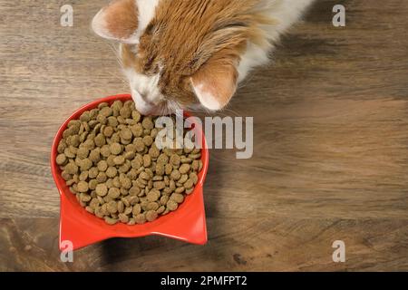 Katzenkatze von oben gesehen, während sie trockenes Katzenfutter isst. Stockfoto