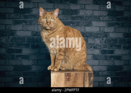 Rote Tabby-Katze, die auf einer Holzsäule sitzt und in die Kamera schaut. Horizontales Bild mit Kopierbereich. Stockfoto