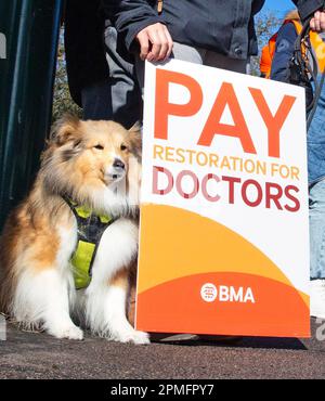 London, Vereinigtes Königreich -13/04/2023. Hund Rokoko wird mit markanten Junior Doctors vor dem Whipps Cross University Hospital in North East London gesehen Stockfoto