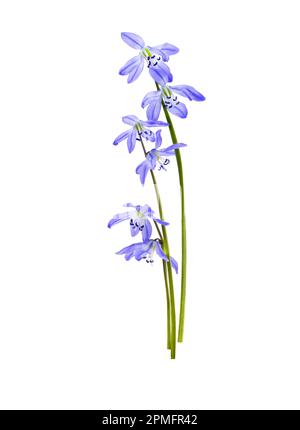 Puprelblaue Primrosen Schneetropfen isoliert auf weißem Hintergrund Stockfoto