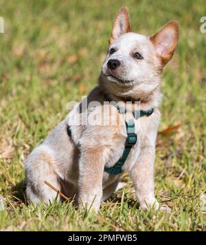 Ein roter australischer Rinderhund (Red Heeler), der draußen sitzt und mit einem Gurtzeug zur Seite blickt und die Ohren nach oben zeigt Stockfoto