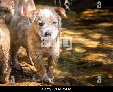 Ein roter australischer Rinderhund (Red Heeler) spielt im Fluss auf den Felsen und schaut in die Kamera Stockfoto