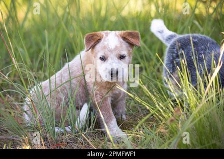 Ein roter australischer Hund (Red Heeler), der im Gras sitzt und in die Kamera schaut Stockfoto