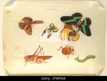 Zeichnung, Insekten; Porzellan; Reispapier; 19,8 x 27,6 cm (7 13/16 x 10 7/8 Zoll); 1910-28-8 Stockfoto