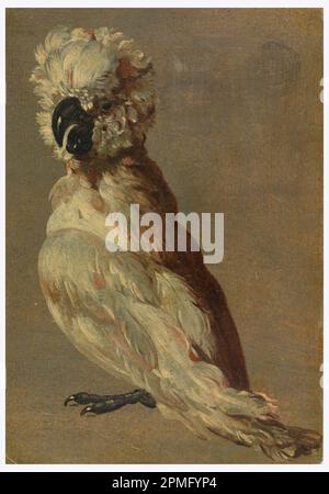 Zeichnung, Ein weiß-brauner Kakadu; nach Frans Snyders (Flämisch, 1579–1657); Belgien; Öl auf Papier; 17,7 x 12,3 cm (6 15/16 x 4 13/16 Zoll) Stockfoto