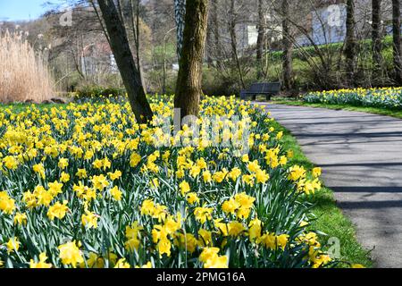 Gelbe Narzissen in einem kleinen Park Stockfoto