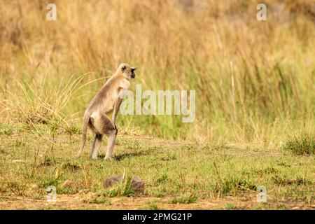 Alarmieren Sie Gray Hanuman Langurs oder indian langur oder Semnopithecus Monkey Sense Raubtier Bedrohung und stehen Sie auf seinen beiden Beinen bei der Outdoor Dschungel Safari indien Stockfoto