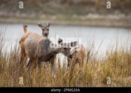 Alarmieren Sie weibliche Sambarhirsche oder Einfarbige, Nahaufnahme mit der Familie im Hintergrund im natürlichen Lebensraum im kanha-Nationalpark Wald indien Stockfoto