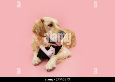 Porträt goldener Retriever Welpen, der eine Hochzeit oder den Muttertag feiert. Isoliert auf pinkfarbenem Pastellhintergrund Stockfoto