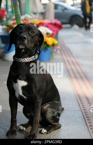 Auf dem Bürgersteig in Istanbul, Kadikoy, sitzt ein schwarz-weiß gefärbter Haushund. Stockfoto