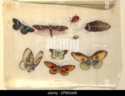 Zeichnung, Insekten; Porzellan; Reispapier; 19,9 x 27,8 cm (7 13/16 x 10 15/16 Zoll); 1910-28-10 Stockfoto