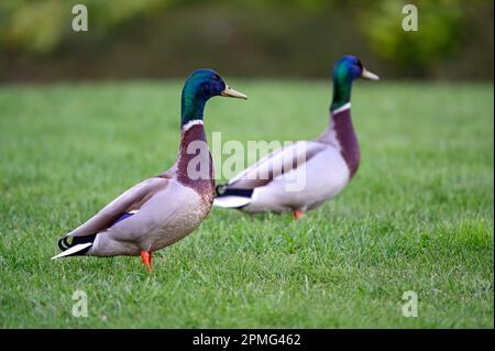 Zwei männliche Stockenten stehen auf Gras in einem Park. Querformat. Mallard (Anas platyrhynchos) in Beckenham, Kent, Vereinigtes Königreich. Stockfoto