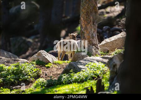 Ona Vidal. Iberische Ibex. In einem Steinbaby sitzen, das sich hinlegt. Mit großen und kleinen Hörnern. Das iberische Ibex zeichnet sich durch seine große und flexible Kapuze aus Stockfoto