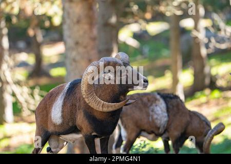 Ona Vidal. Muflon. Zwei Muflonkämpfe und die Köpfe zusammen. Muflons mit runden großen Hörnern. Der Rocky-Mountain-Muflon ist eine Art von Großhorn Stockfoto