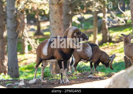 Ona Vidal. Muflon. Zwei Muflonkämpfe und die Köpfe zusammen. Muflons mit runden großen Hörnern. Der Rocky-Mountain-Muflon ist eine Art von Großhorn Stockfoto