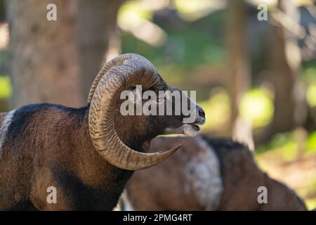 Ona Vidal. Muflon. Zwei Muflonkämpfe und die Köpfe zusammen. Muflons mit runden großen Hörnern. Der Rocky-Mountain-Muflon ist eine Art von Großhorn Stockfoto