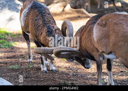 Ona Vidal. Muflon. Zwei Muflonkämpfe und die Köpfe zusammen. Muflons mit runden großen Hörnern. Der Rocky-Mountain-Muflon ist eine Art von Großhorn Stockfoto