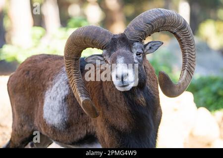 Ona Vidal. Muflon. Zwei Muflonkämpfe und die Köpfe zusammen. Muflons mit runden großen Hörnern. Der Rocky-Mountain-Muflon ist eine Art von Großhorn Stockfoto