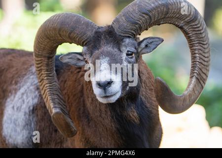 Ona Vidal. Muflon. Zwei Muflonkämpfe und die Köpfe zusammen. Muflons mit runden großen Hörnern. Der Rocky-Mountain-Muflon ist eine Art von Großhorn Stockfoto