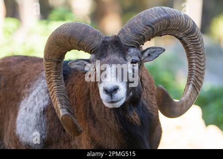 Ona Vidal. Muflon. Zwei Muflonkämpfe und die Köpfe zusammen. Muflons mit runden großen Hörnern. Der Rocky-Mountain-Muflon ist eine Art von Großhorn Stockfoto