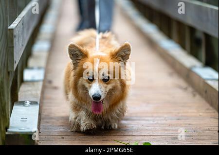 An einem regnerischen Herbsttag läuft ein lächelnder walisischer Corgi mit seinem Besitzer über eine Brücke Stockfoto