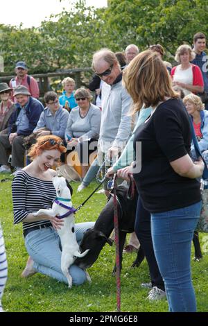 Poldark Sterne Eleanor Tomlinson Beurteilung des Hunds zeigen bei der ...