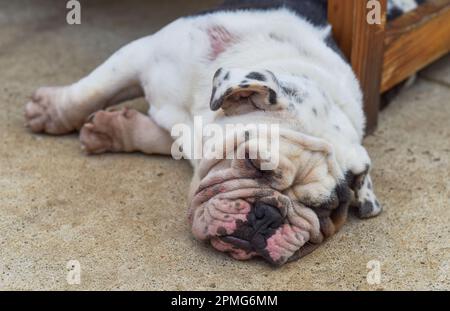 Müde Bulldog schläft auf dem Sand Stockfoto