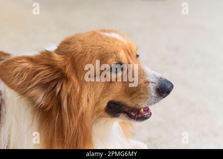 Porträt eines kleinen Corgi-Hundes, der direkt mit Kopierraum aussieht Stockfoto